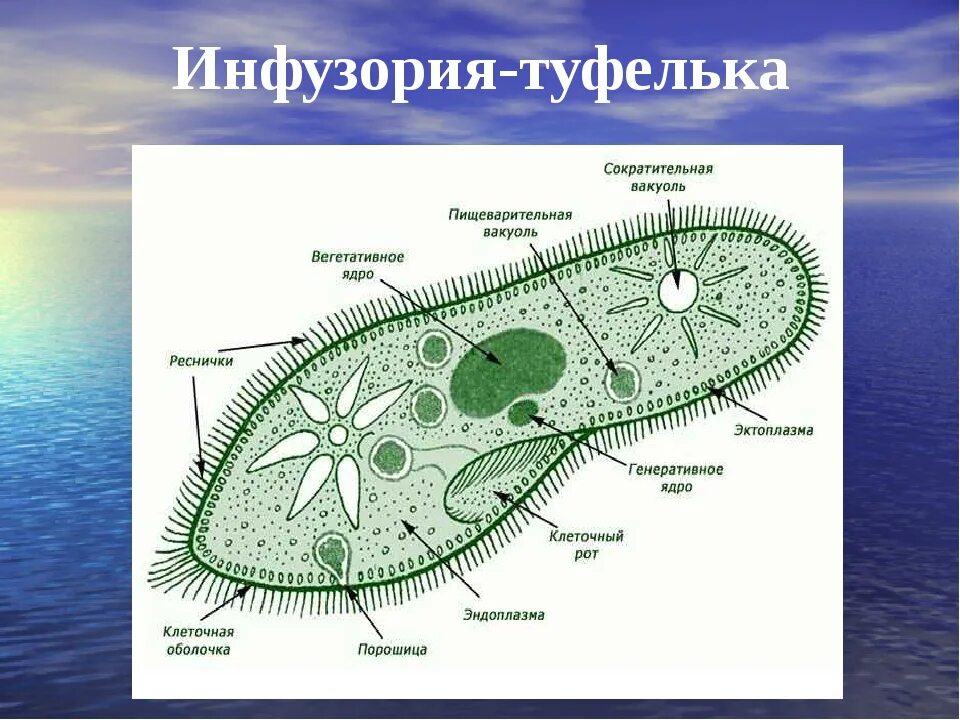 Какую функцию инфузории туфельки выполняет сократительная вакуоль. Инфузория туфелька пищеварительная вакуоль. Пищеварительная вакуоль инфузории туфельки. Инфузория туфелька порошица. Сократительные вакуоли инфузории туфельки.