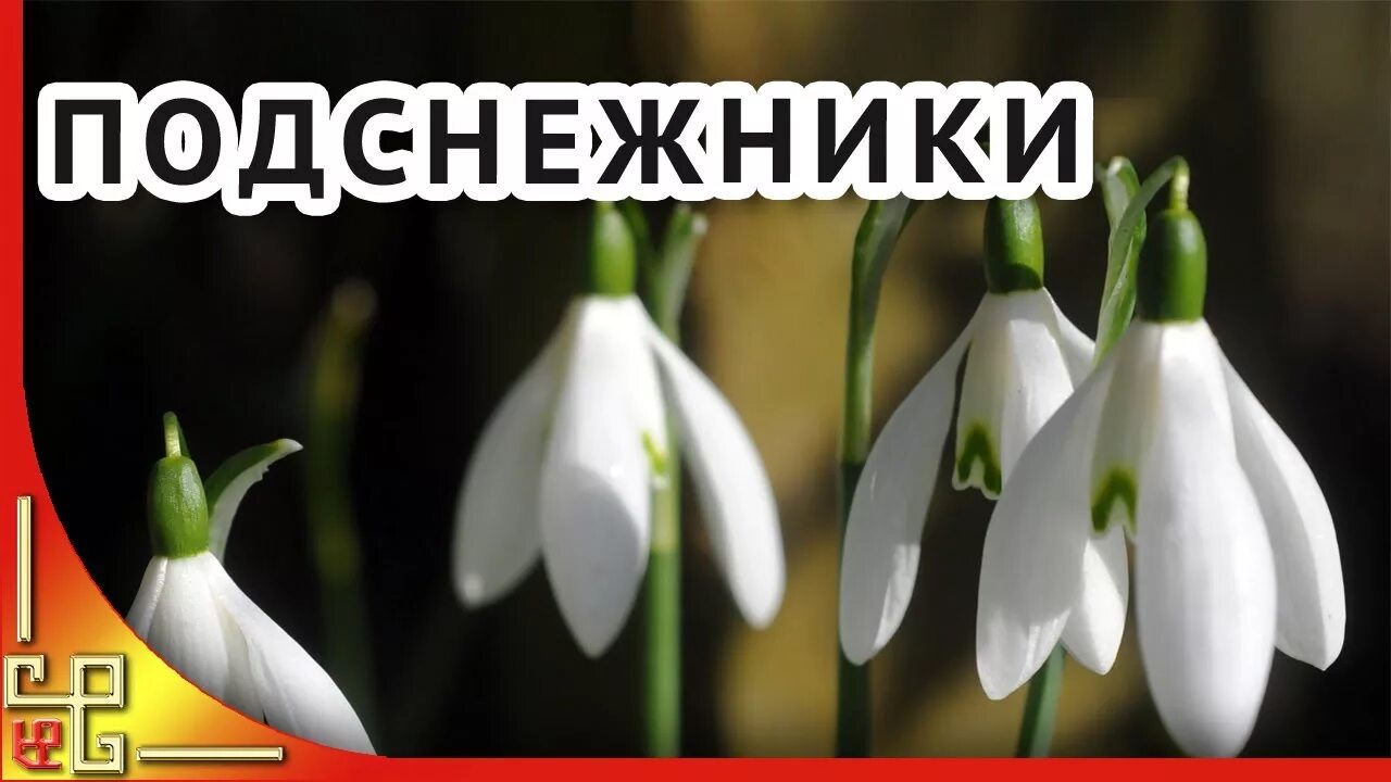 песня подснежников хочу. стихотворение подснежник. стих про подснежник для детей. стих про весну. песня подснежников хочу.