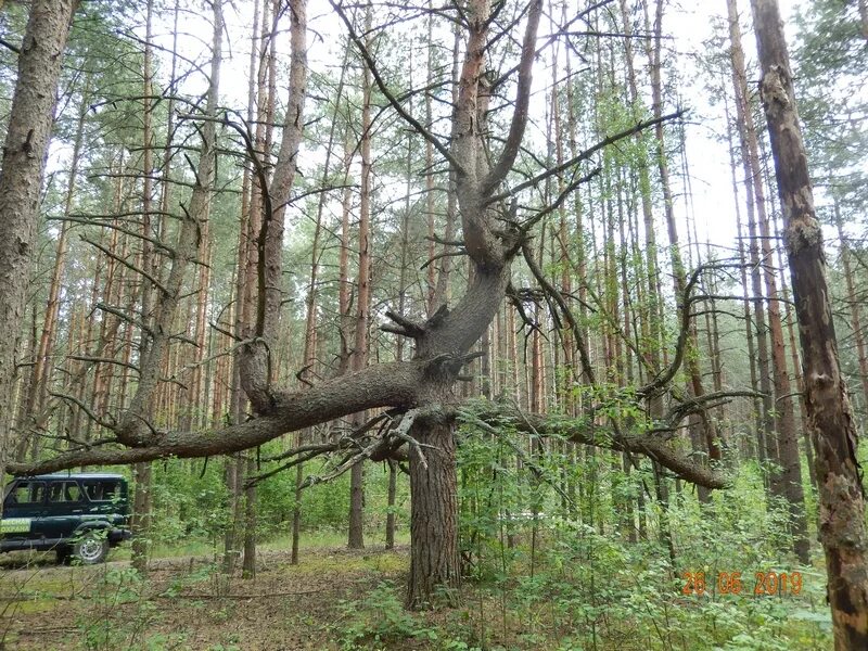 Самое в орловской области. Шаблыкинский лес. Сосновый лес в Орловской области. Деревья Орловской области. Сосновые леса Орловской области.