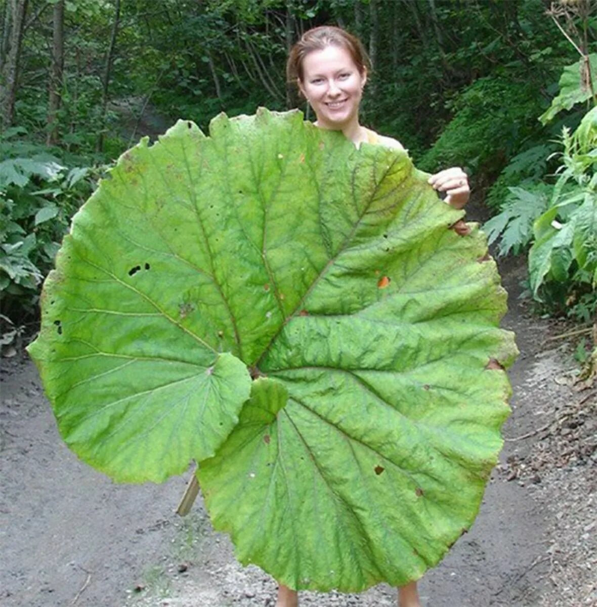 Листья на сахалине