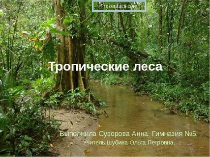 В чем состоит ценность тропических лесов
