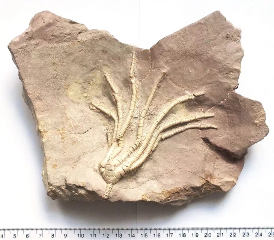 криноидеи окаменелости морские лилии. древняя морская лилия окаменелость. морские лилии окаменелости. криноидеи окаменелости морские лилии. морские лилии окаменелости.