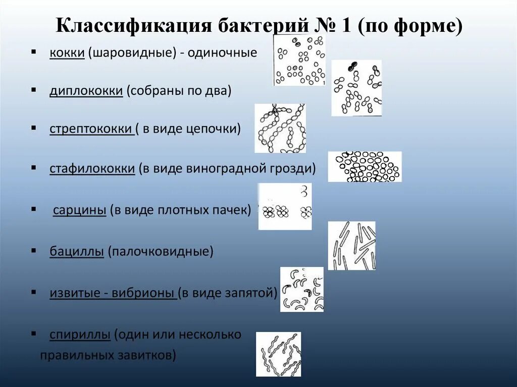 Примеры групп бактерий. Классификация бактерий по форме. Классификация бактерий по форме 5 класс. Классификация бактерий по форме клетки. Классификация бактерий по форме микробиология.