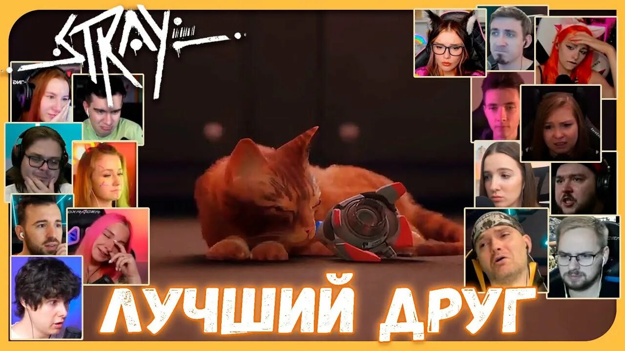 Стрэй финал. Stray реакция кота. Stray кот и б12. Кот из СТРЕЙ. Концовка стрей