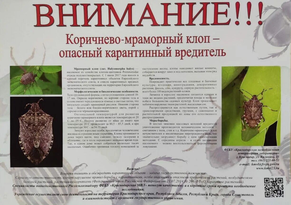 Тип развития насекомых мраморный клоп. Мраморный клоп. коричнево-мраморный клоп. мраморный клоп 17мм. яйца мраморного клопа.