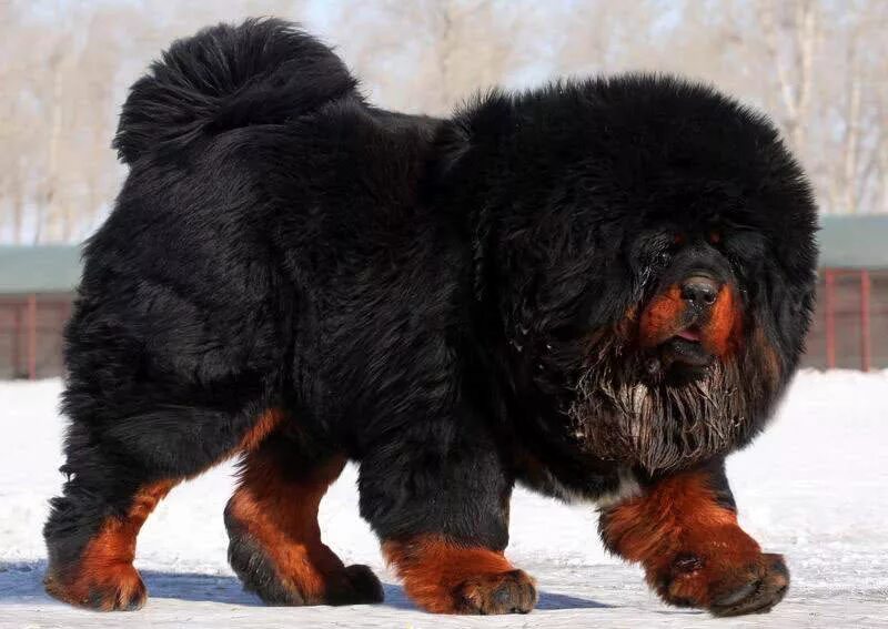 Купить крупную собаку. Тибетский мастиф. Тибетский мастиф 112 кг. Самый большой тибетский мастиф. Тибетский мастиф рост.
