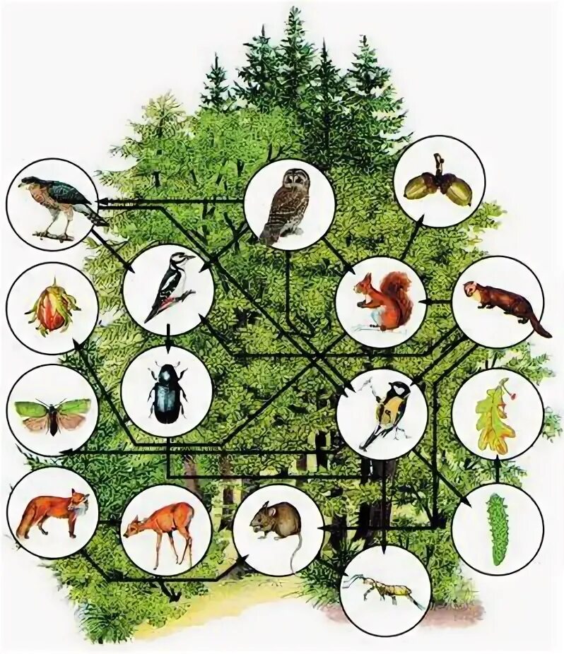 Биоценоз. Ярусность лесного биоценоза. Биоценоз животных. Подземная ярусность биоценоза. Биоценоз тропического леса.