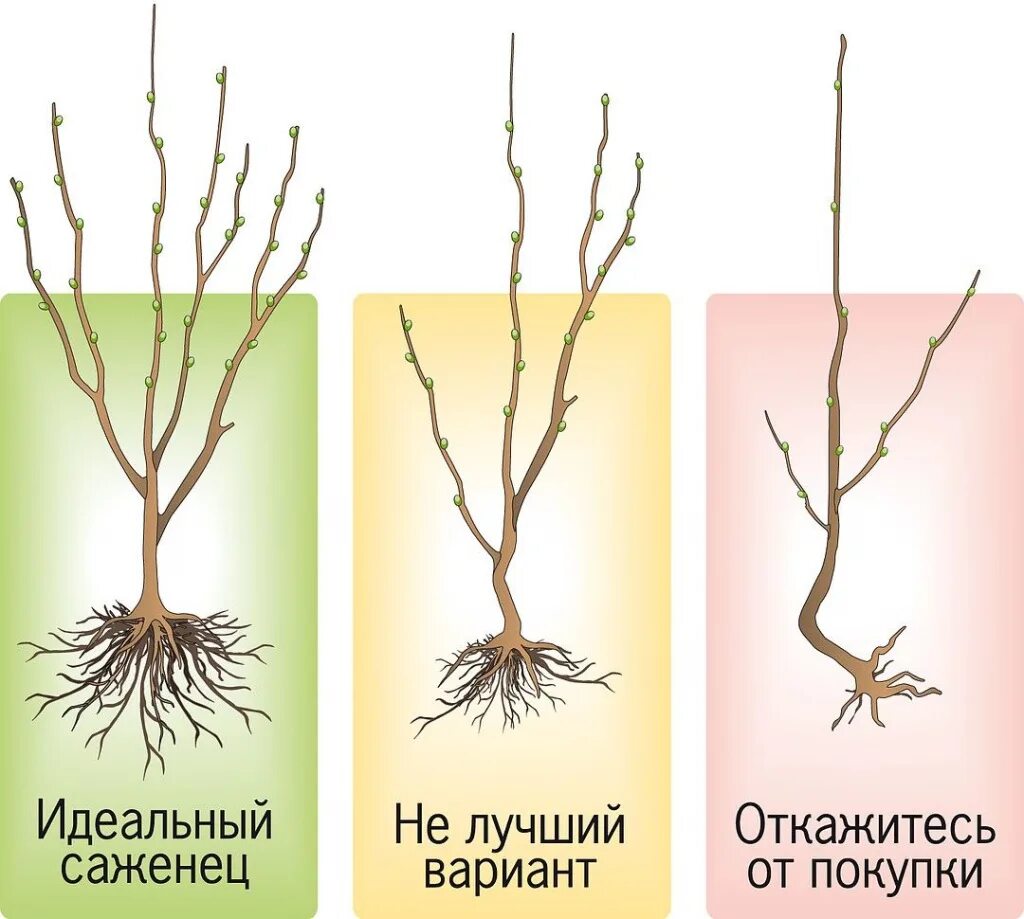 Корень саженца абрикоса. Груша Окс корневая шейка. Посадка саженца яблони. Как правильно выбрать саженцы.