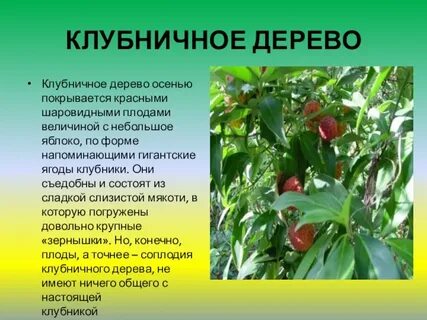 Клубничное дерево отзывы