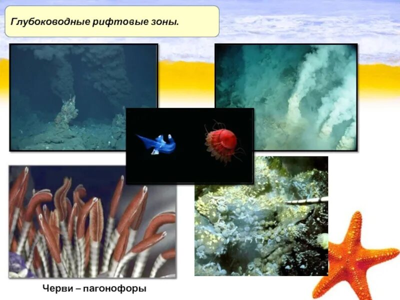 Урок 6 класс жизнь в океане. Глубоководные рифтовые зоны. Глубоководные рифтовые зоны презентация. Глубоководные рифтовые зоны океана. Обитатели рифтовой зоны океана.