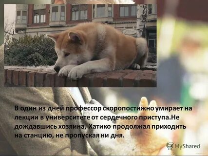 Сколько хатико ждал хозяина