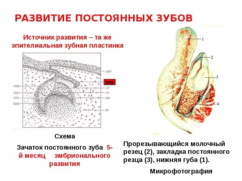 Развитие зубов у человека