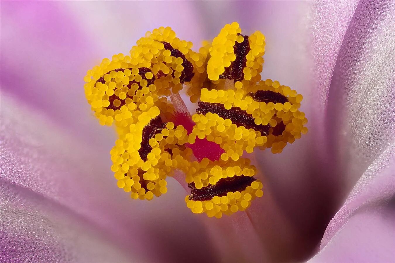 Пыльца цветущих растений. Пыльца растений. Пыльца растений микроскоп. Ветроопыляемые цветки. Пыльца цветущих растений.