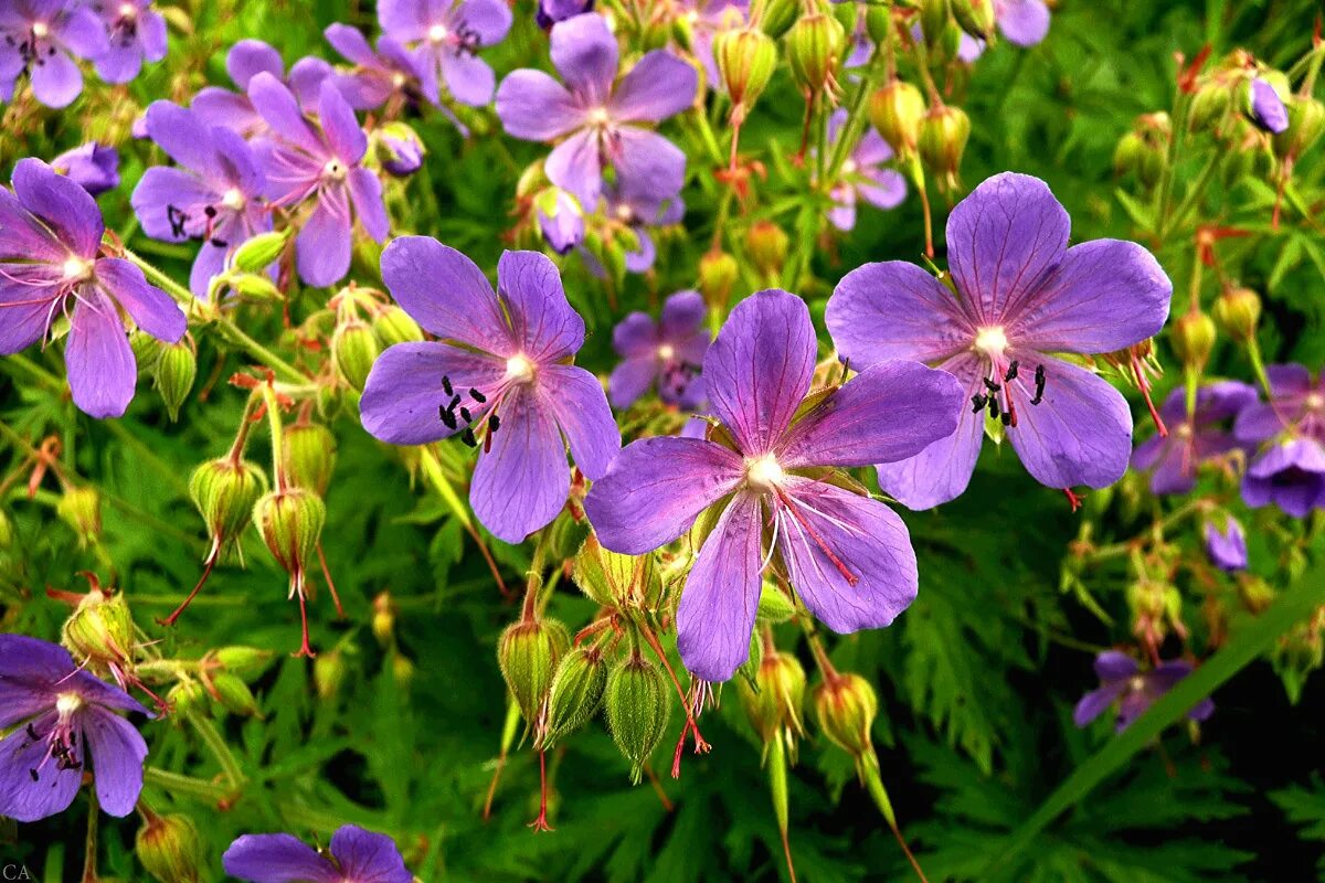 Герань ы. Герань Луговая []* (Geranium pratense. Журавельник Луговой. Герань Луговая в траве. Герань Луговая журавельник.