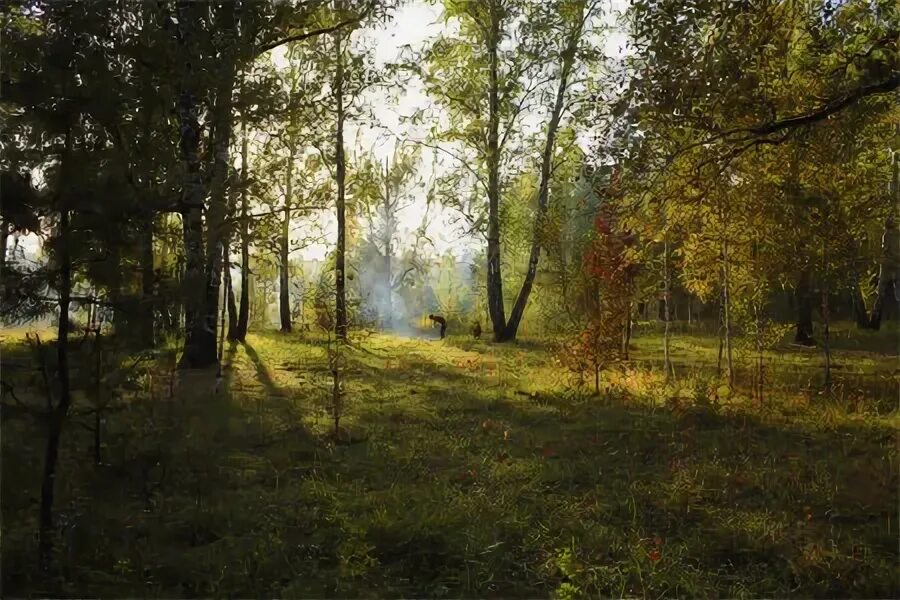 Чахнет лес картинки.