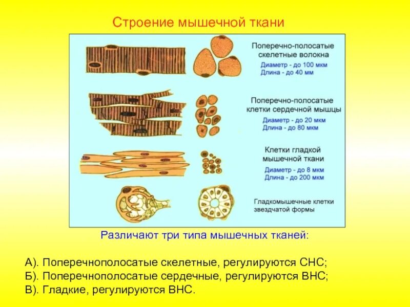 Какие клетки в мышечной ткани. Особенности строения клеток мышечной ткани. мышечная ткань строение особенности строения. гладкая мышечная ткань строение и функции таблица. особенности клеточного строения мышечной ткани.