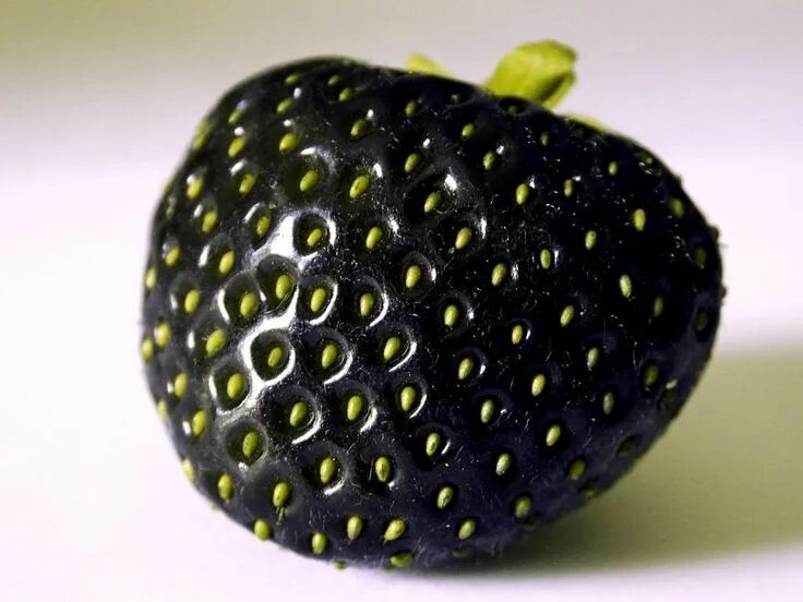 Фрукт черного цвета. Сорт клубники черный лебедь. Необычные фрукты. Странные ягоды. Клубника необычная.