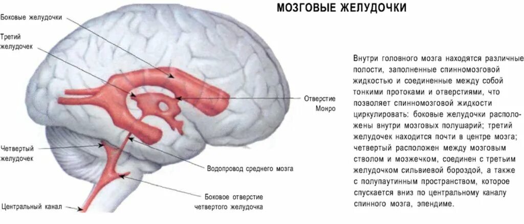 Схема строения желудочков мозга. Желудочки головного мозга анатомия и функции. Желудочковая система головного мозга схема. Спинномозговой канал и желудочки мозга. Затылочные рога