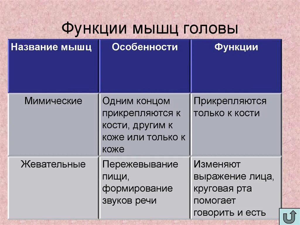 Назовите функции мышц