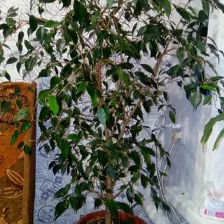 Фикус бенджамина какая земля