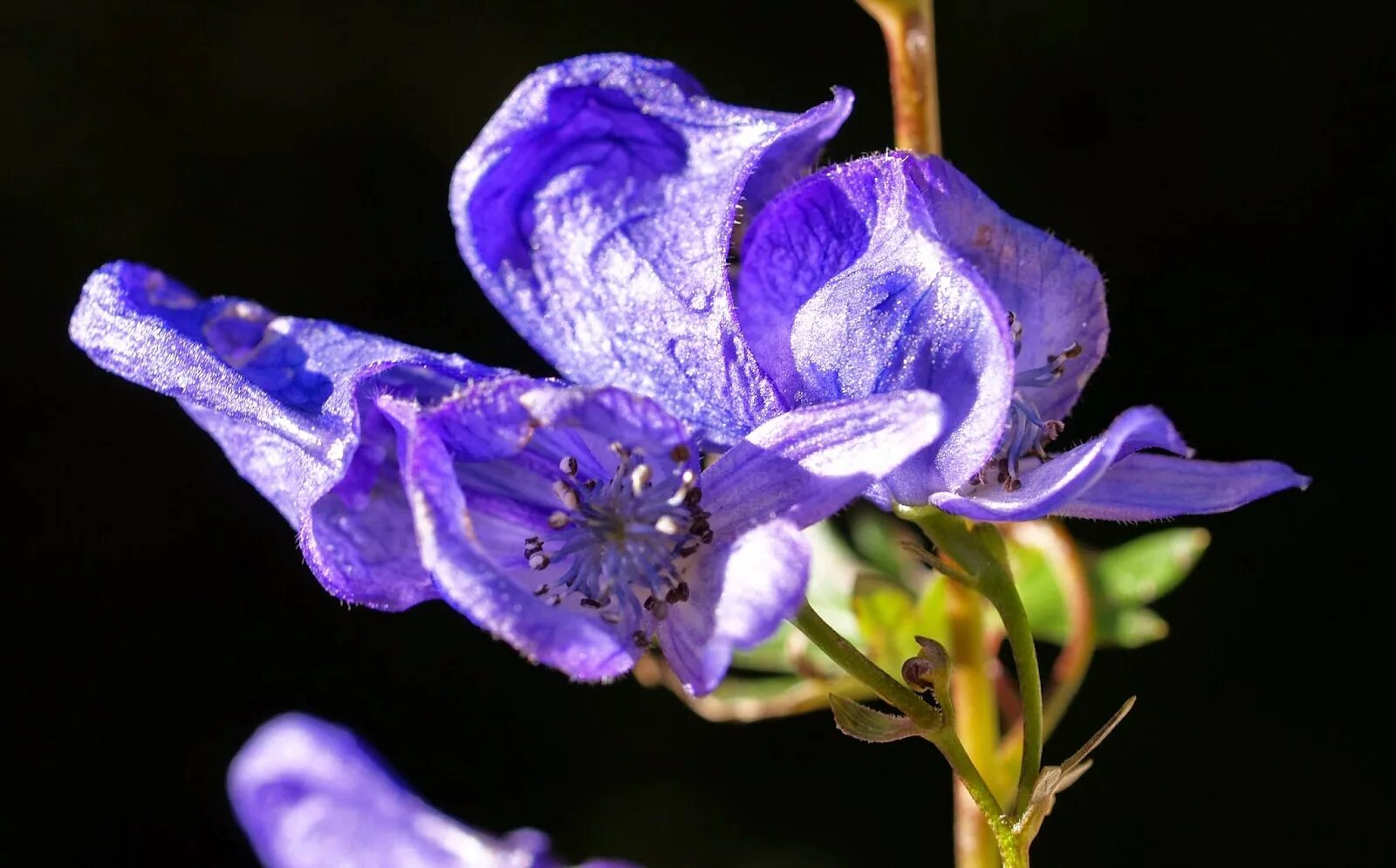 Синие ядовитые цветы. Аконит цветок. Aconitum napellus. Аконит джунгарский. Аконит клобучковый album.