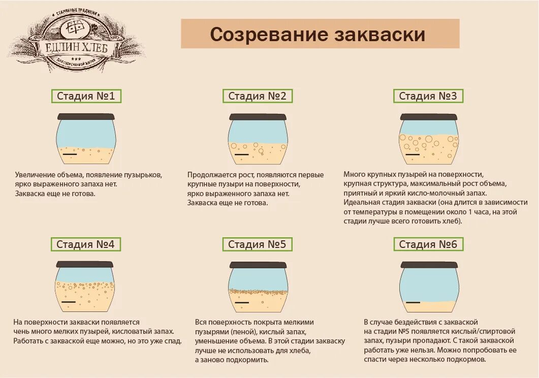 Сколько закваски нужно для хлеба. Виды заквасок для хлеба. Стадии созревания закваски. Закваска стадии. Виды заквасок.