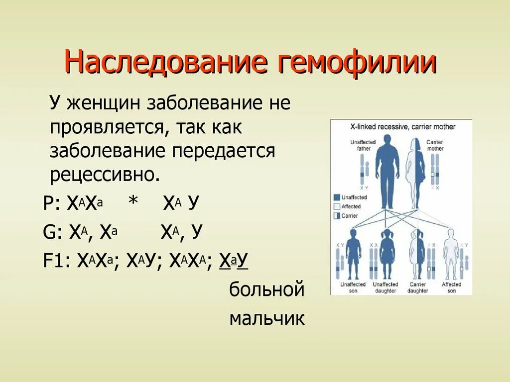 Генотип женщины страдающей гемофилией. Гемофилия Тип наследования. Гемофилия Тип наследования схема. Гемофилия генетика Тип наследования. Тип наследования симптомы гемофилия.