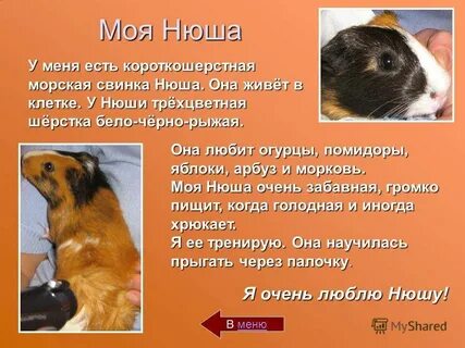 Текст морская свинка