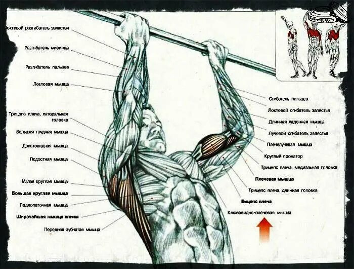 Мышцы при подтягивании параллельным хватом. Подтягивания широким хватом мышцы. Подтягивания узким обратным хватом техника. Подтягивания анатомия мышц.