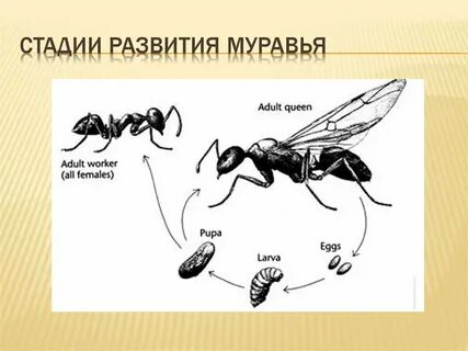 Постэмбриональное развитие комнатной мухи