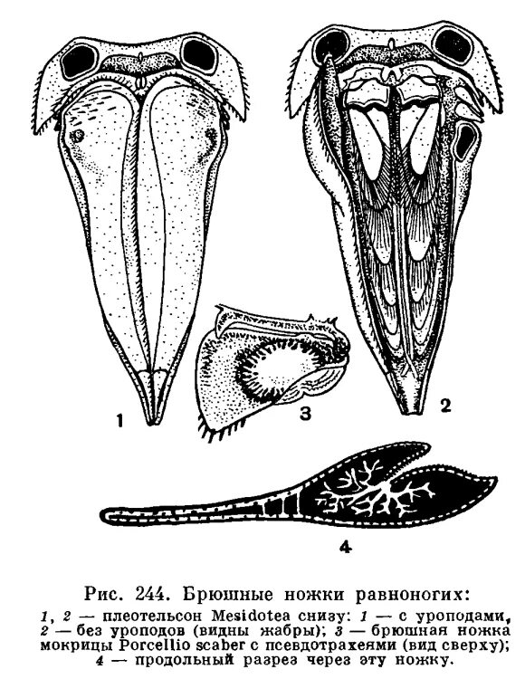 Конечности равноногих. Отряд равноногие (Isopoda) строение. Брюшные ножки. Внешнее строение равноногих. Конечности беспозвоночных