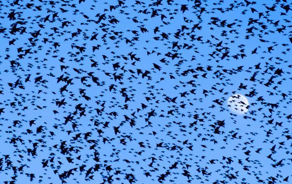 Воронья стая. A bird flying in the sky. Стая птиц. Птица летит. Одиночная птица в небе.