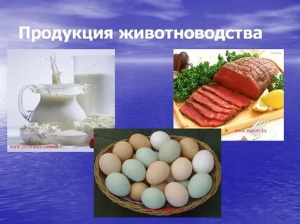 Продукты скотоводства