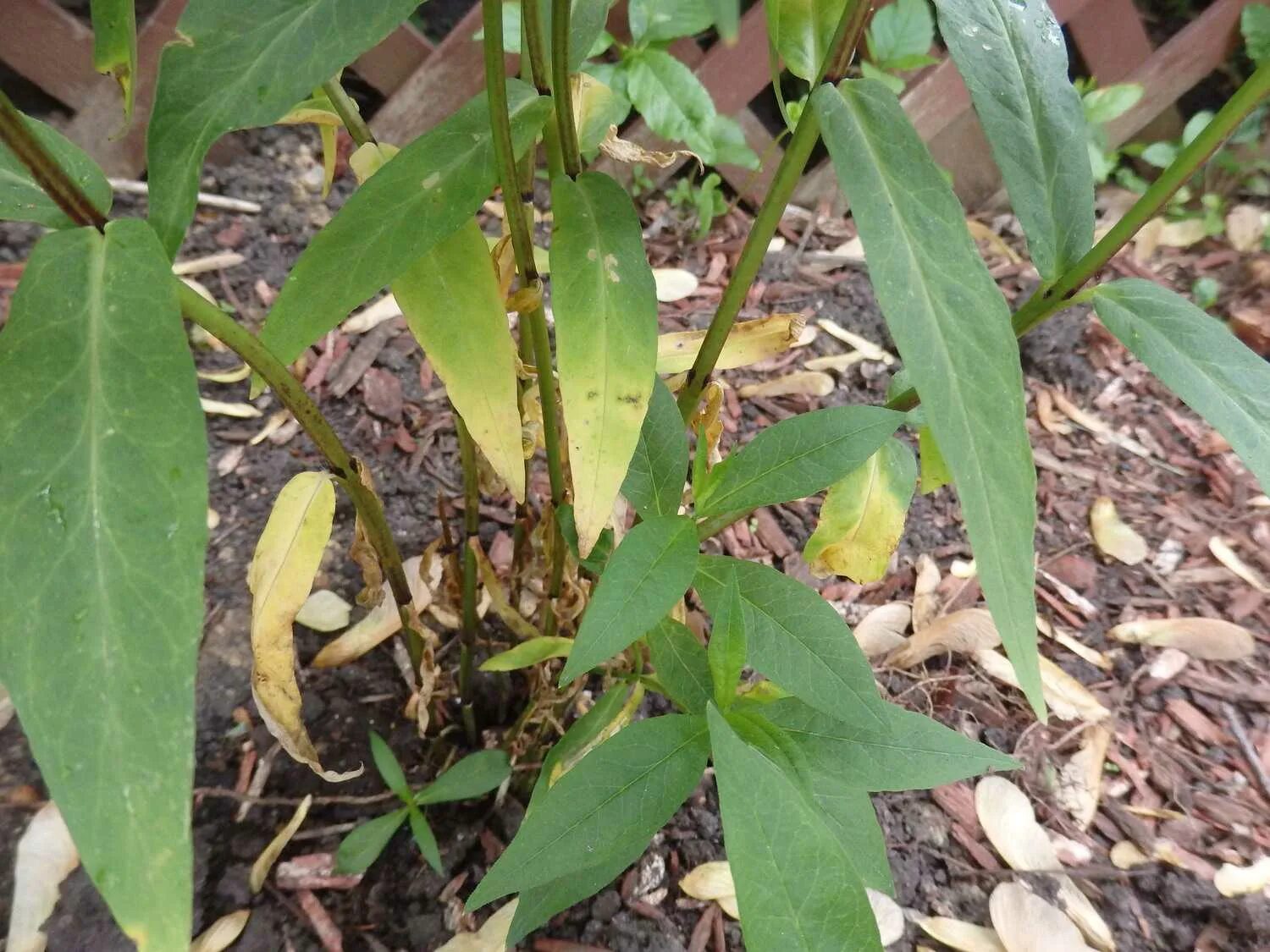 болезни флоксов. вертициллез флоксов. ржавчина септориоз флоксов. болезни флоксов. септориоз листьев флоксов.