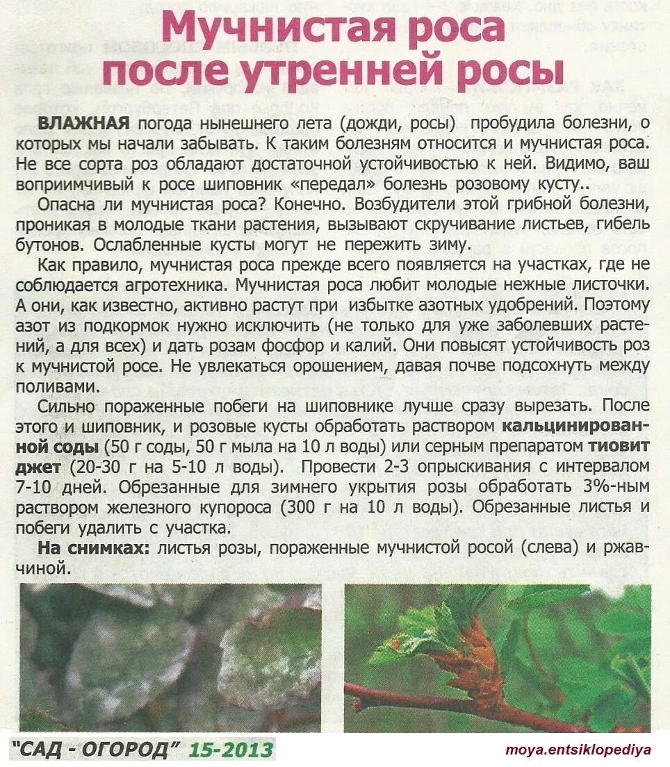 Кустов лечит