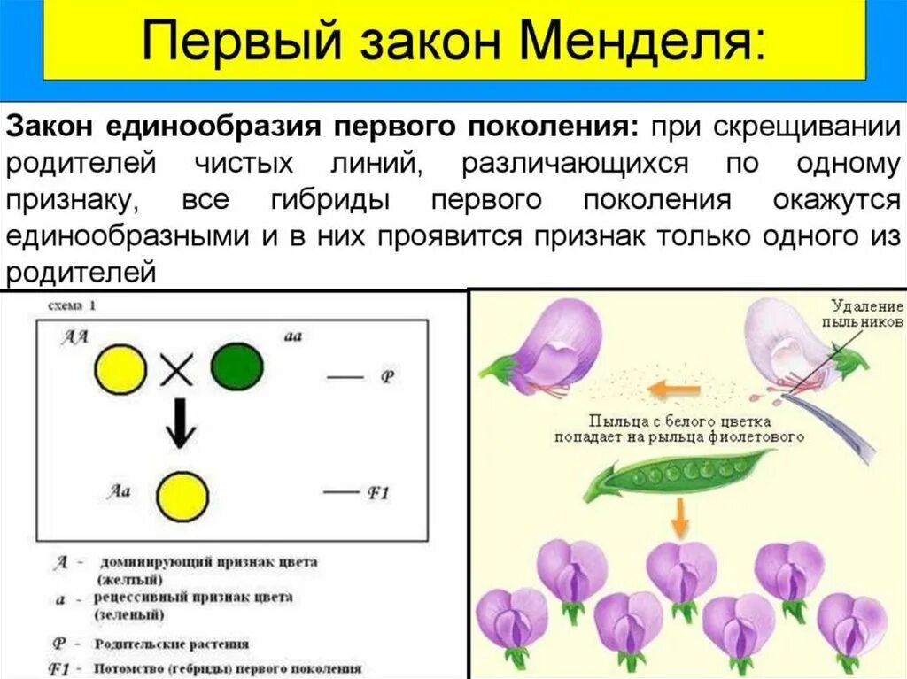 Селекционер скрестил самку чистой линии мыши черного. Первый закон Менделя закон единообразия гибридов первого поколения. Закон единообразия 1 закон Менделя. Первый закон Менделя кратко горох. Генетическая запись 1 закона Менделя.