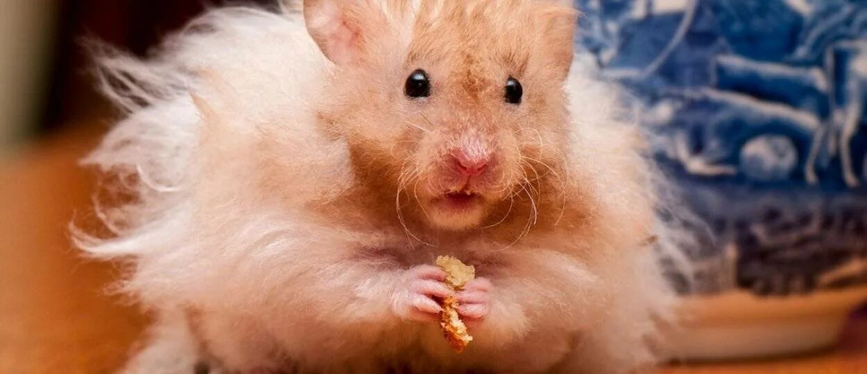 Hamster friends. Hamster friends. Два хомяка. Hamster friends. Хомяк породы джунгарик.