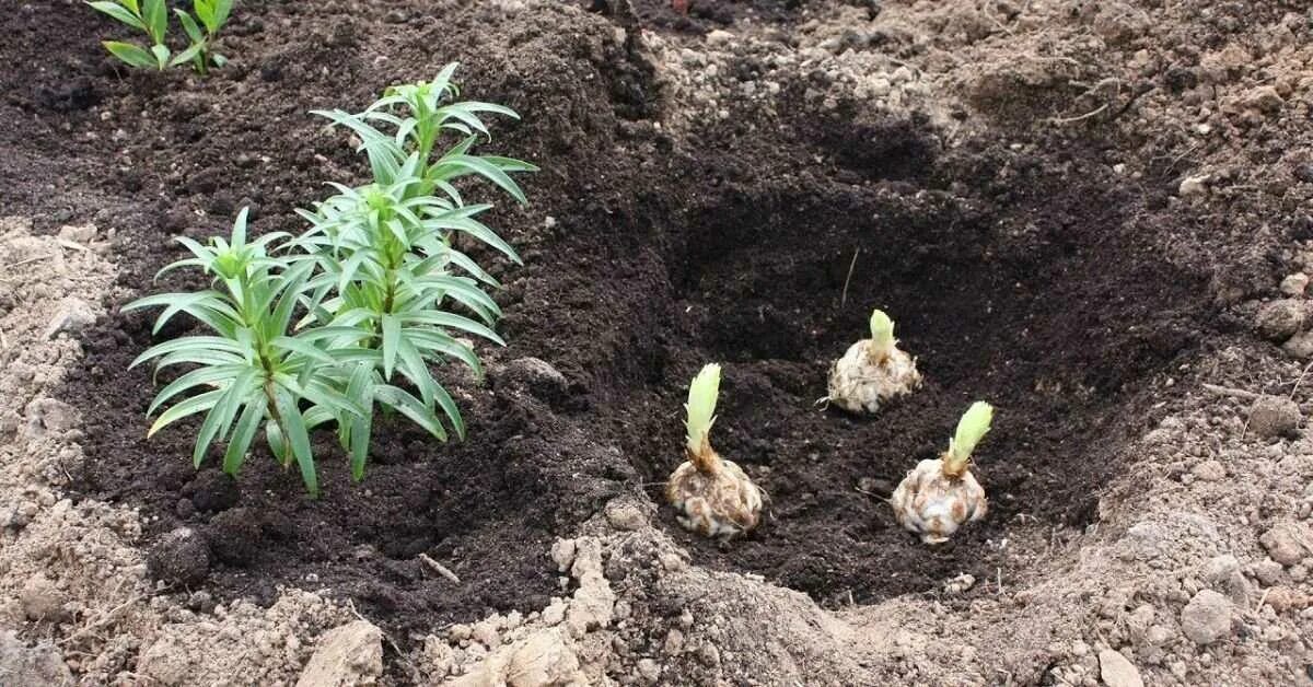 Уход за лилиями весной. Букетная посадка лилий. Всходы лилии. Посадка лилий весной. Лилейник всходы весной.