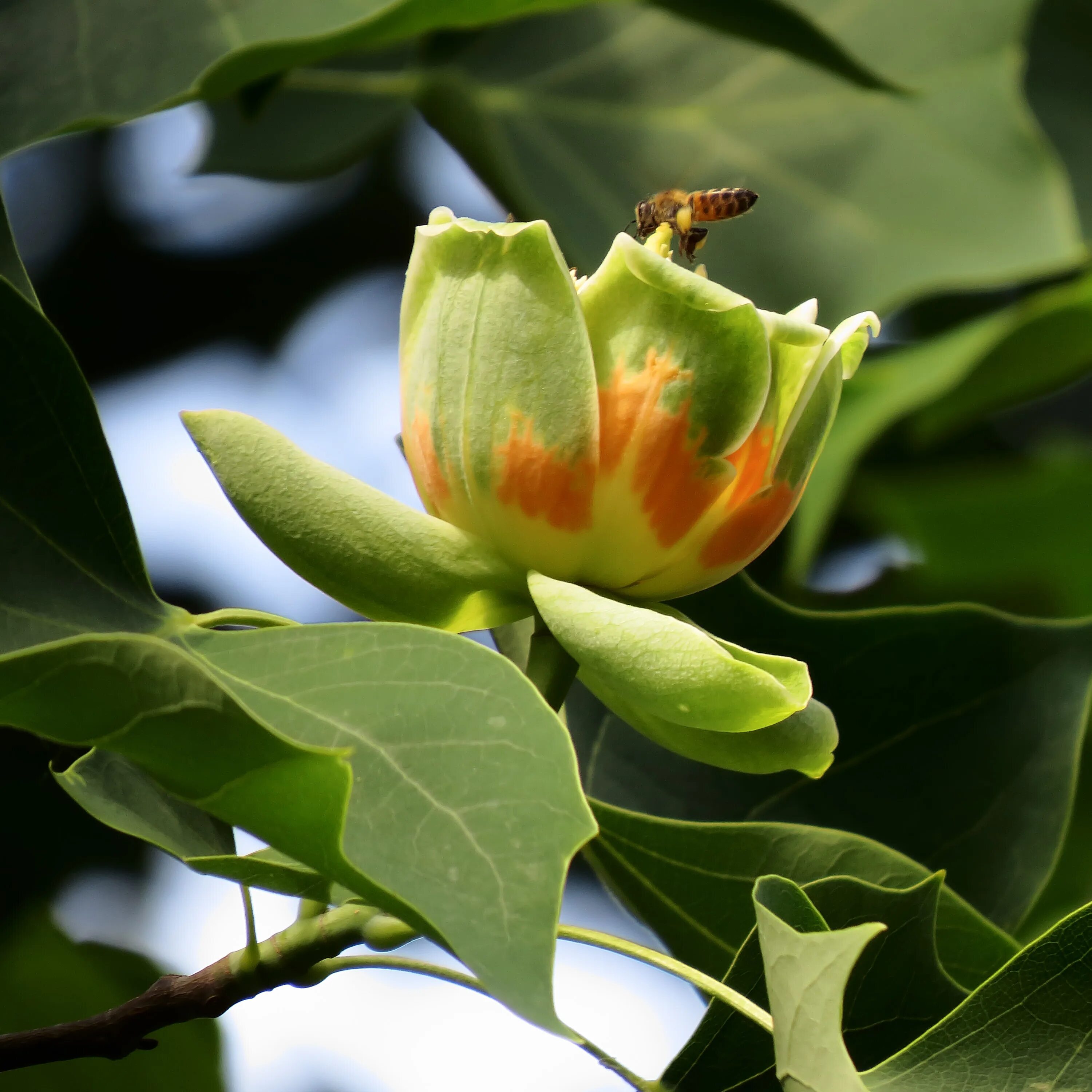 Tulip tree. Тюльпановое дерево лириодендрон. liriodendron tulipifera тюльпановое дерево. лириодендрон тюльпановый. тюльпанное дерево (liriodendron tulipifera).