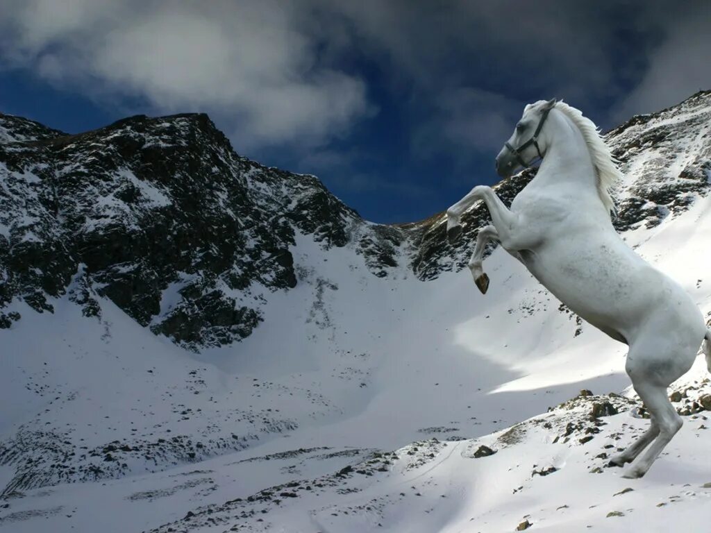Белая лошадь. Лошади в снегу. От топота копыт пыль по полю летит. Стихи про зиму и лошадей. Тройка лошадей зимой.