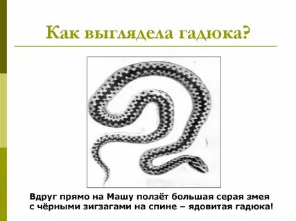 Туловище змеи