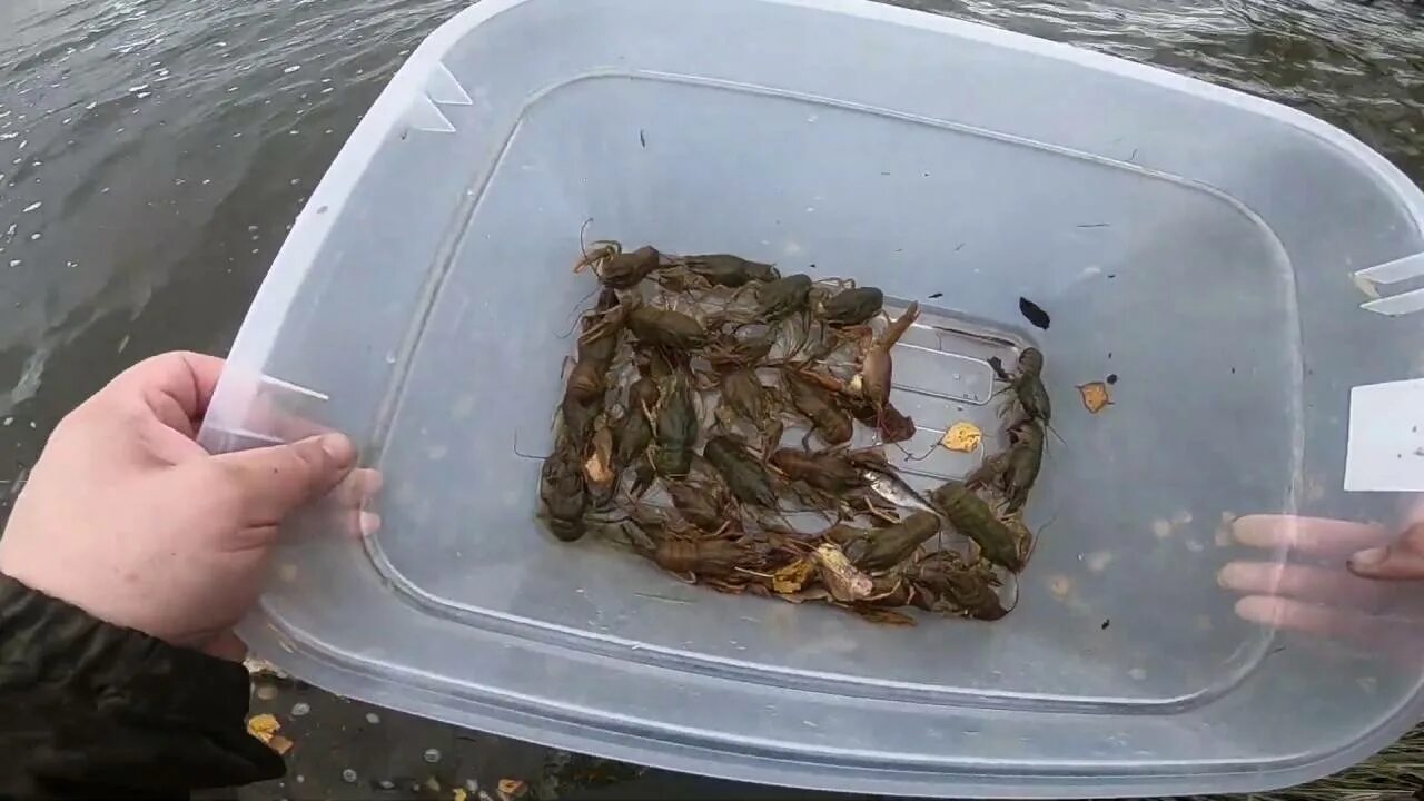 На что ловить раков в октябре приманка КАК ЛОВИТЬ РАКОВ ЗИМОЙ и КАКУЮ ПРИМАНКУ ИСПОЛЬЗОВАТЬ. РАКОЛОВКИ по ПЕРВОМУ ЛЬДУ.