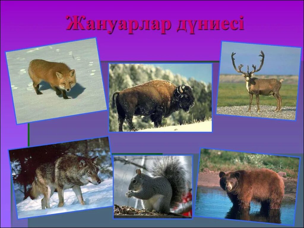 Презентация по теме животный мир. Животный мир канады. растительный и животный мир канады. звери канады. животный мир презентация.