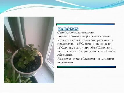 Каланхоэ какой грунт