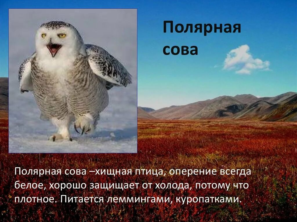 Сова живет в тундре. Тундровая Полярная Сова. Полярная Сова в тундре. Совы Полярные. Животные тундры Полярная Сова.