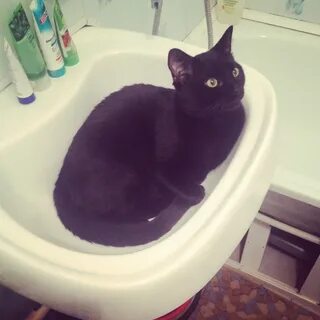 Котенок после переезда не какает