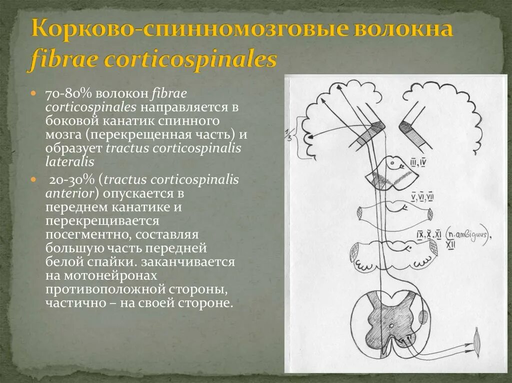 Двигательная сфера виды. Tractus corticospinalis. двигательная сфера. tractus corticospinalis lateralis. передний корково спинномозговой путь где проходит передние канатики.