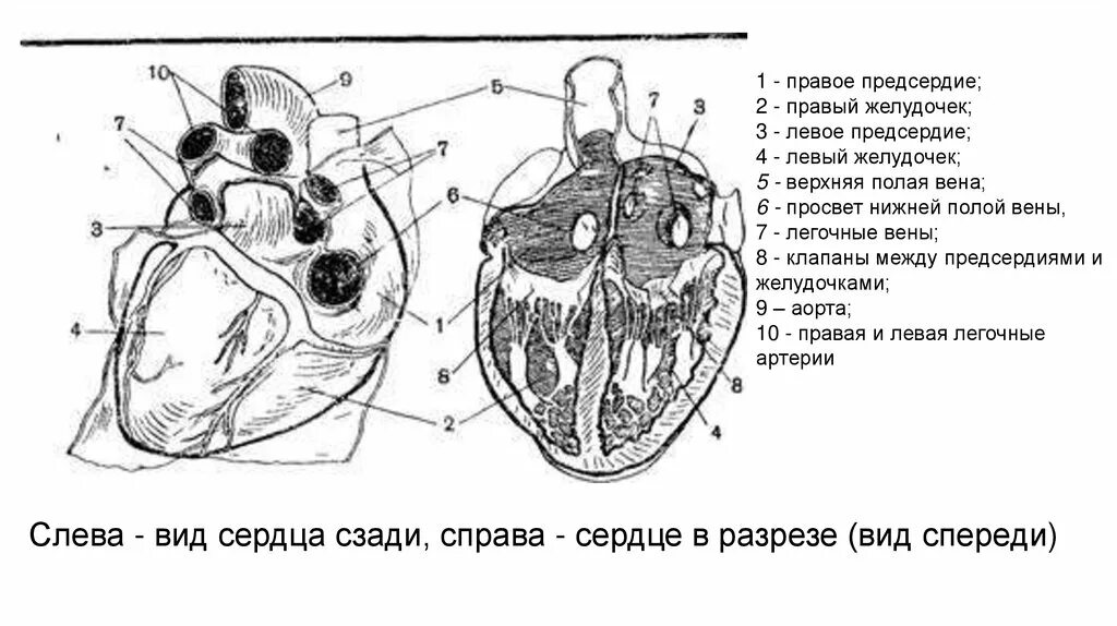 Сердце вид слева. Сердце в разрезе слева. Сердце в разрезе рисунок. 3 в левое предсердие впадают
