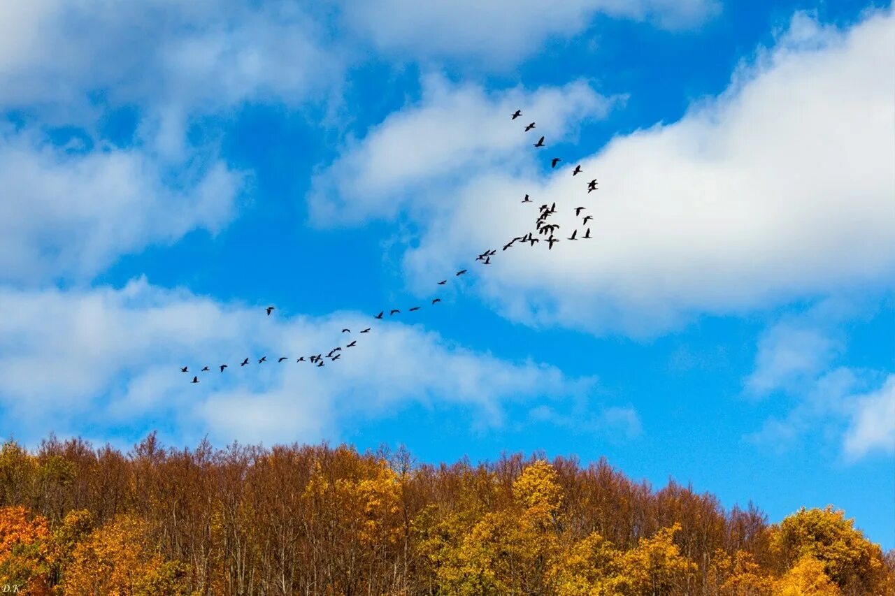 Теплые края. Птицы улетают на Юг. Птицы в осеннем небе. Осень птицы улетают. Птицы улетают в теплые края.