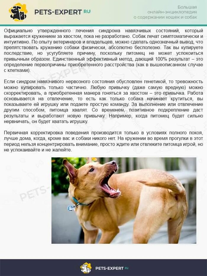 Почему собака перестала есть. Корректировка поведения собаки. если собака бегает за хвостом. почему собаки кусаются. почему собака кусает свой хвост.